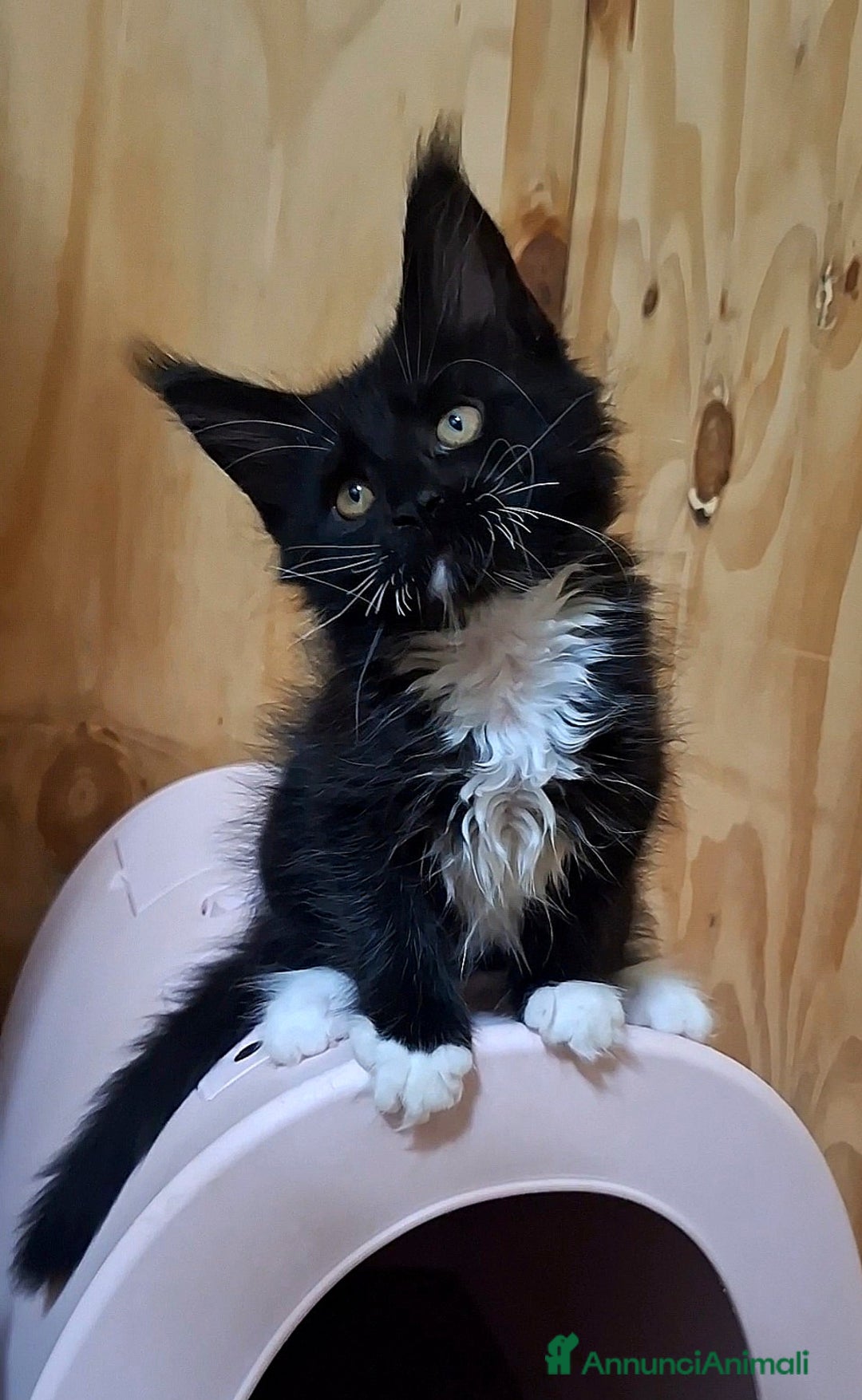 Maine Coon gatti in vendita: Cuccioli Maine Coon con Pedigree - Immagine 4