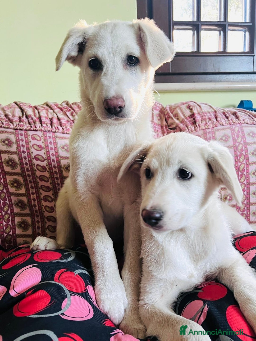 Meticcio cani in regalo: Cuccioli 3 mesi maschio e femmina - Annuncio 3