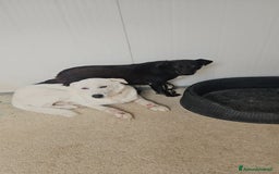 Meticcio cani in regalo: Consuelo: adozione del cuore o stallo  a Città Metropolitana di Genova - Immagine 11