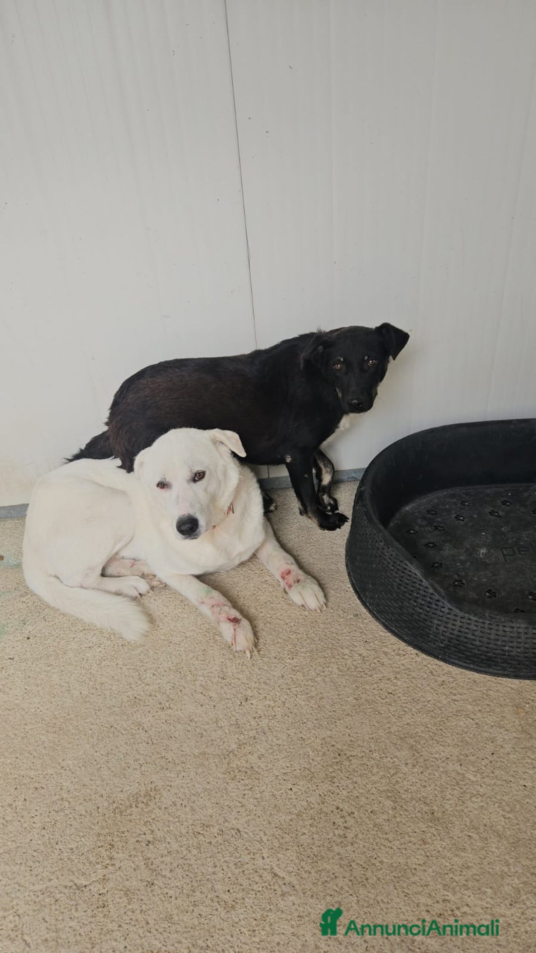 Meticcio cani in regalo: Consuelo: adozione del cuore o stallo  a Città Metropolitana di Genova - Annuncio 11