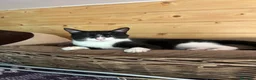 Europeo gatti in regalo: Felix tenerissimo micino bianco e nero a Milano a Città metropolitana di Milano - Annuncio 5