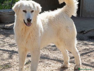 Meticcio cani LUCKY ASPETTA TE a Città metropolitana di Roma Capitale - Annuncio 8