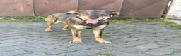 Meticcio cani in regalo: Cessione per trasloco a Provincia di Asti - Annuncio 2