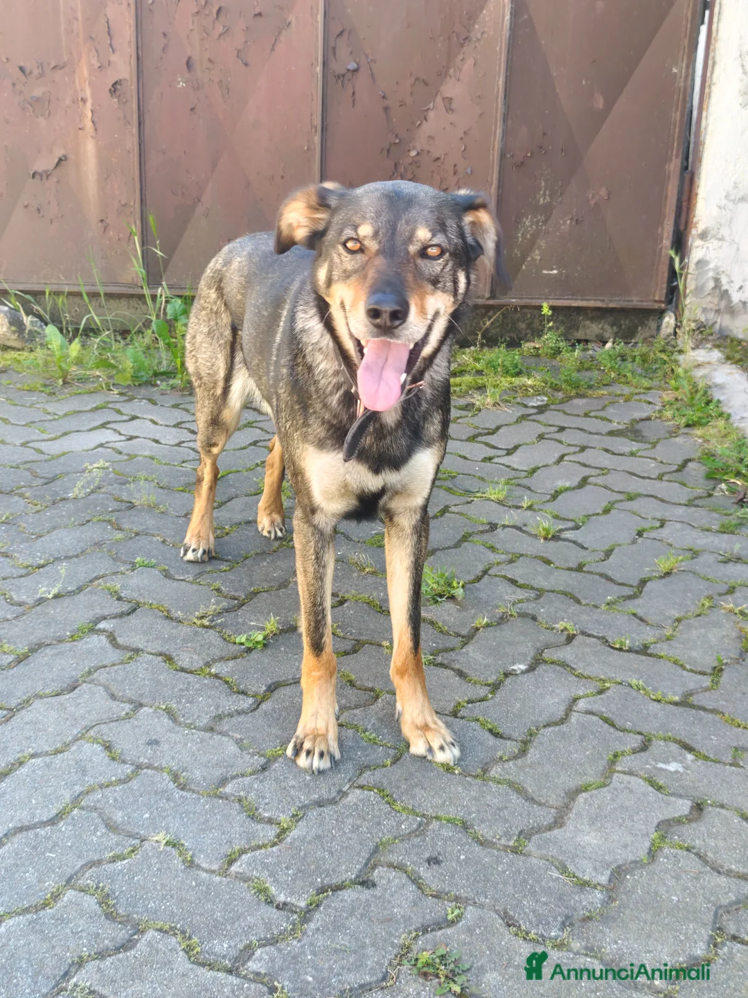 Meticcio cani in regalo: Cessione per trasloco a Provincia di Asti - Annuncio 2