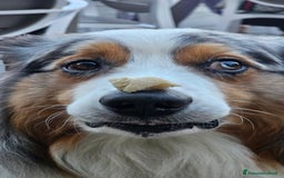 Australian Shepherd cani per accoppiamento: X Monta - Pastore Australiano Blue Merle Pedigree - Immagine 5