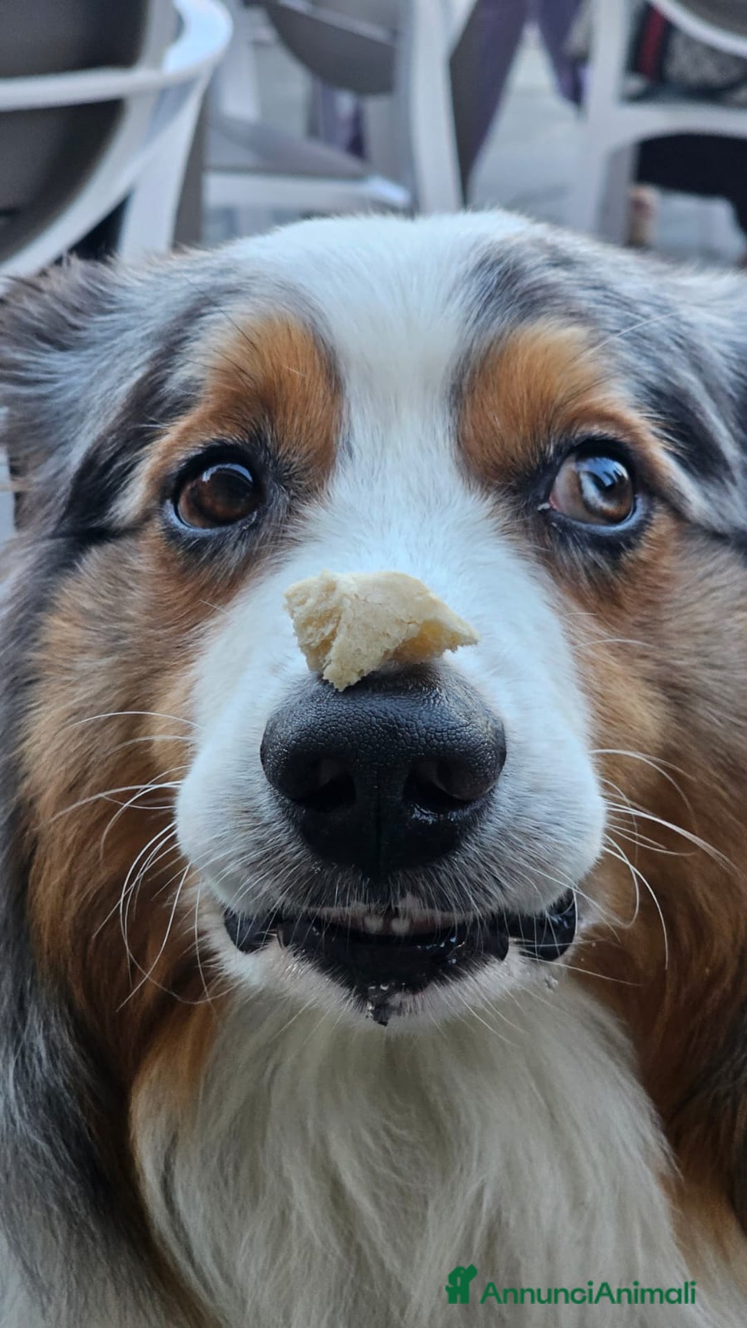 Australian Shepherd cani per accoppiamento: X Monta - Pastore Australiano Blue Merle Pedigree - Immagine 5