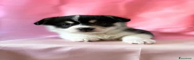 Corgi Pembroke Cucciolo 1