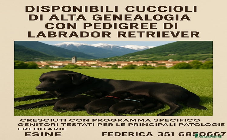 Labrador cani a Provincia di Brescia - Annuncio 2