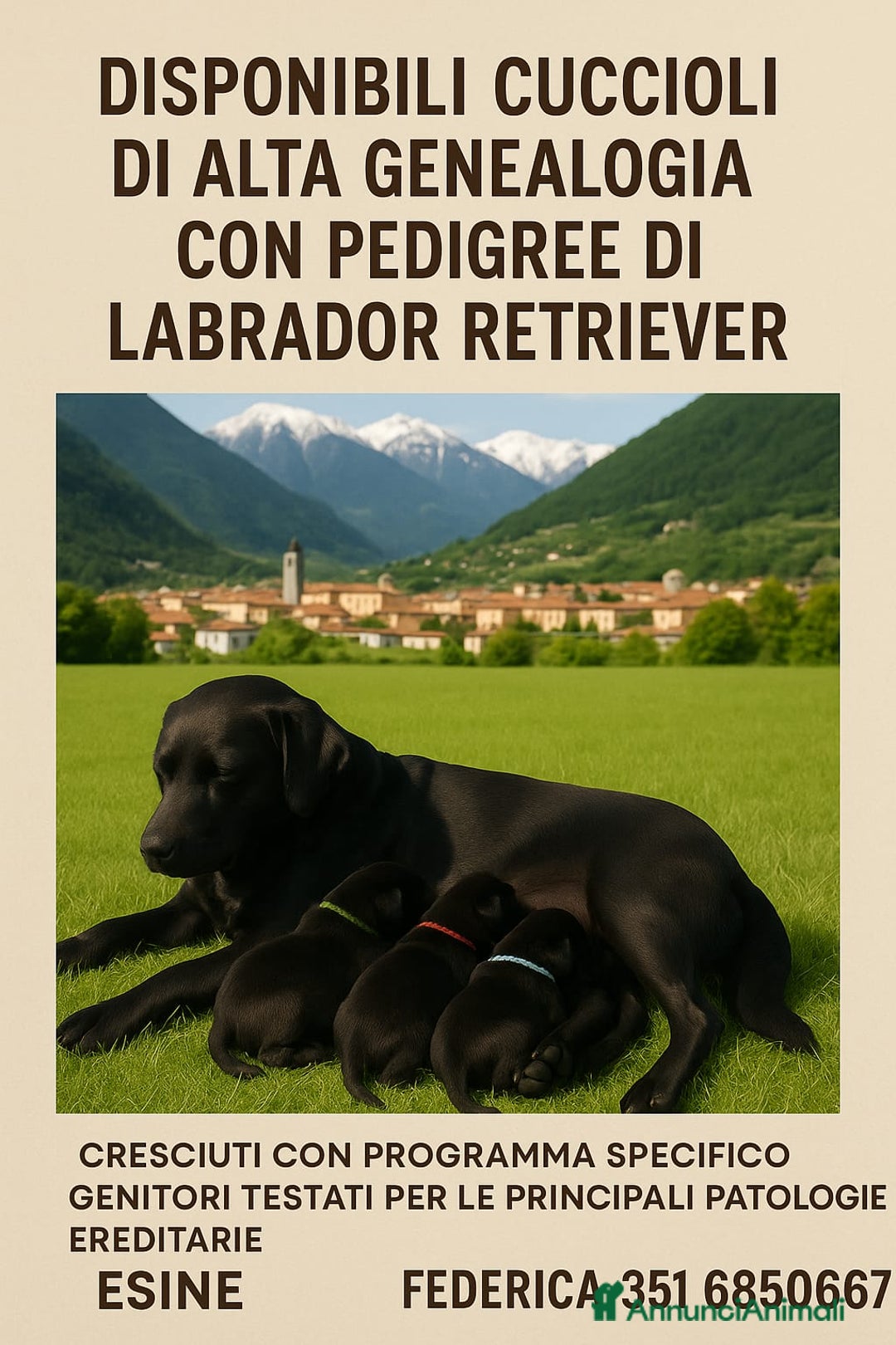 Labrador cani in vendita: Cuccioli di labrador retriever di alta genealogia a Provincia di Brescia - Immagine 1