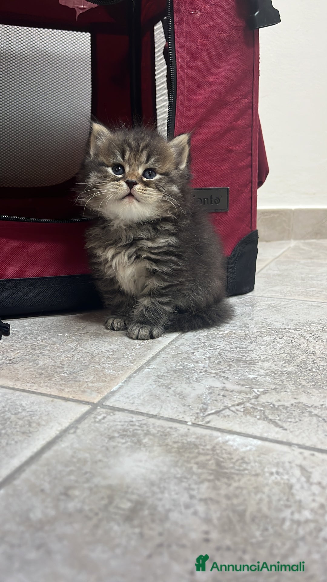 Siberiano gatti in vendita: Cuccioli gatto Siberiano Pedigree - Annuncio 1