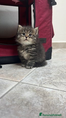 Siberiano gatti - Annuncio 11