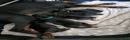Dobermann cani in vendita: Cucciolata dobermann  ottimo pedigree  a Provincia di Mantova - Annuncio 5