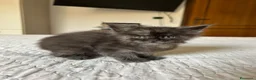 Maine Coon gatti in vendita: Cucciolo Maine Coon pedigree ANFI - Annuncio 10