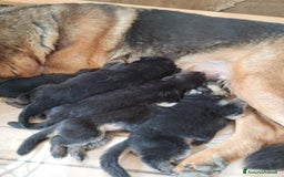 Pastore Tedesco cani in vendita: cuccioli di pastore tedesco a Provincia di Chieti - Immagine 7