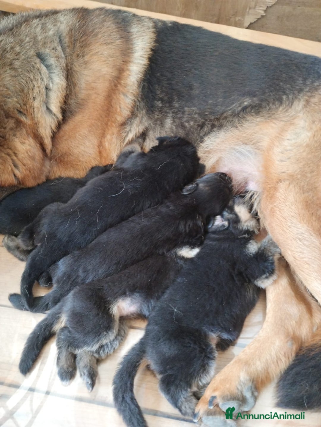Pastore Tedesco cani in vendita: cuccioli di pastore tedesco a Provincia di Chieti - Immagine 7