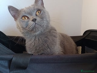 British gatti Cucciola Brittish Shorthair Blue - Annuncio 2