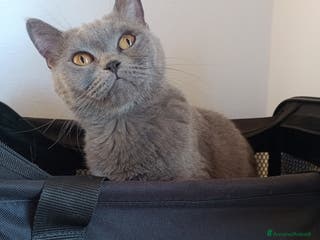 British gatti Cucciola Brittish Shorthair Blue - Annuncio 19