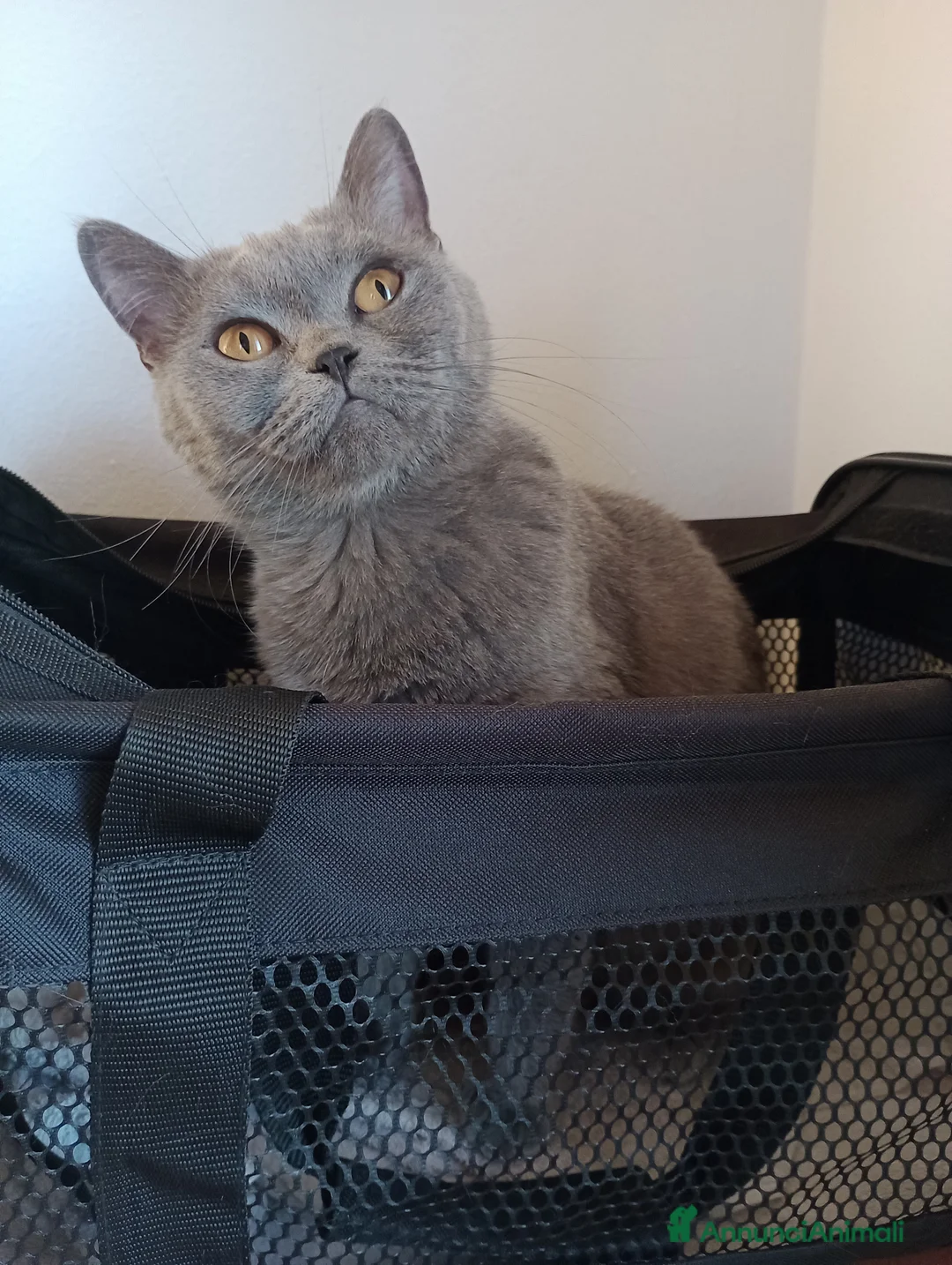 British gatti in vendita: Cucciola Brittish Shorthair Blue  - Annuncio 1