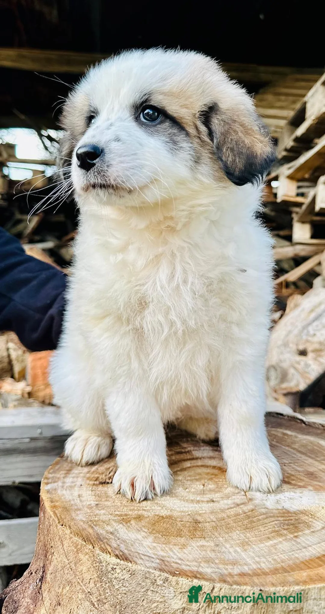 Meticcio cani in regalo: Tanti cuccioli cercano un porto sicuro - Annuncio 4