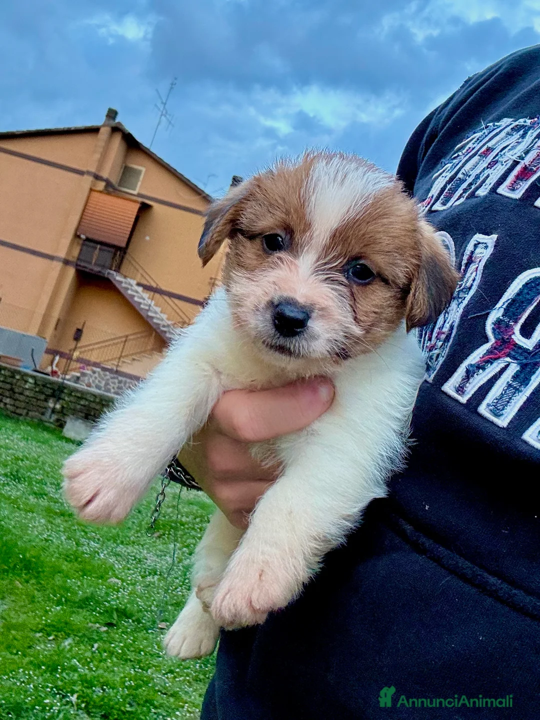 Jack Russell cani in vendita: Jack Russell alta genealogia  a Città metropolitana di Roma Capitale - Annuncio 6