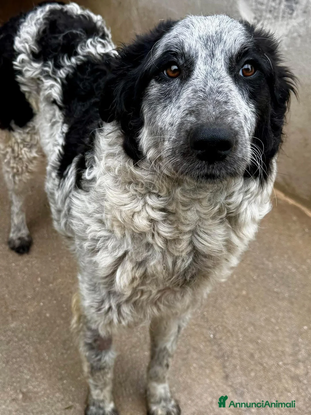 Meticcio cani in regalo: Oliver cucciolo in adozione  - Annuncio 2