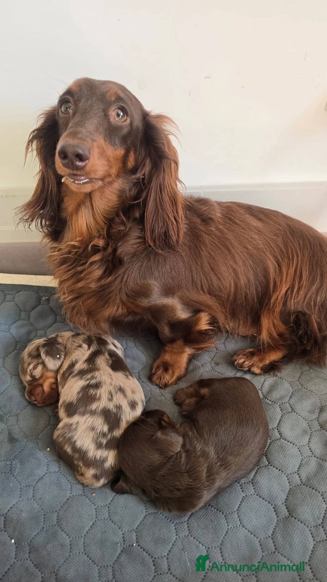 Bassotto cani in vendita: Bassotto pelo lungo - Annuncio 1