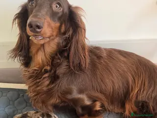 Bassotto cani Bassotto pelo lungo - Annuncio 3