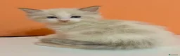 Ragdoll gatti in vendita: cuccioli di ragdoll - Annuncio 15