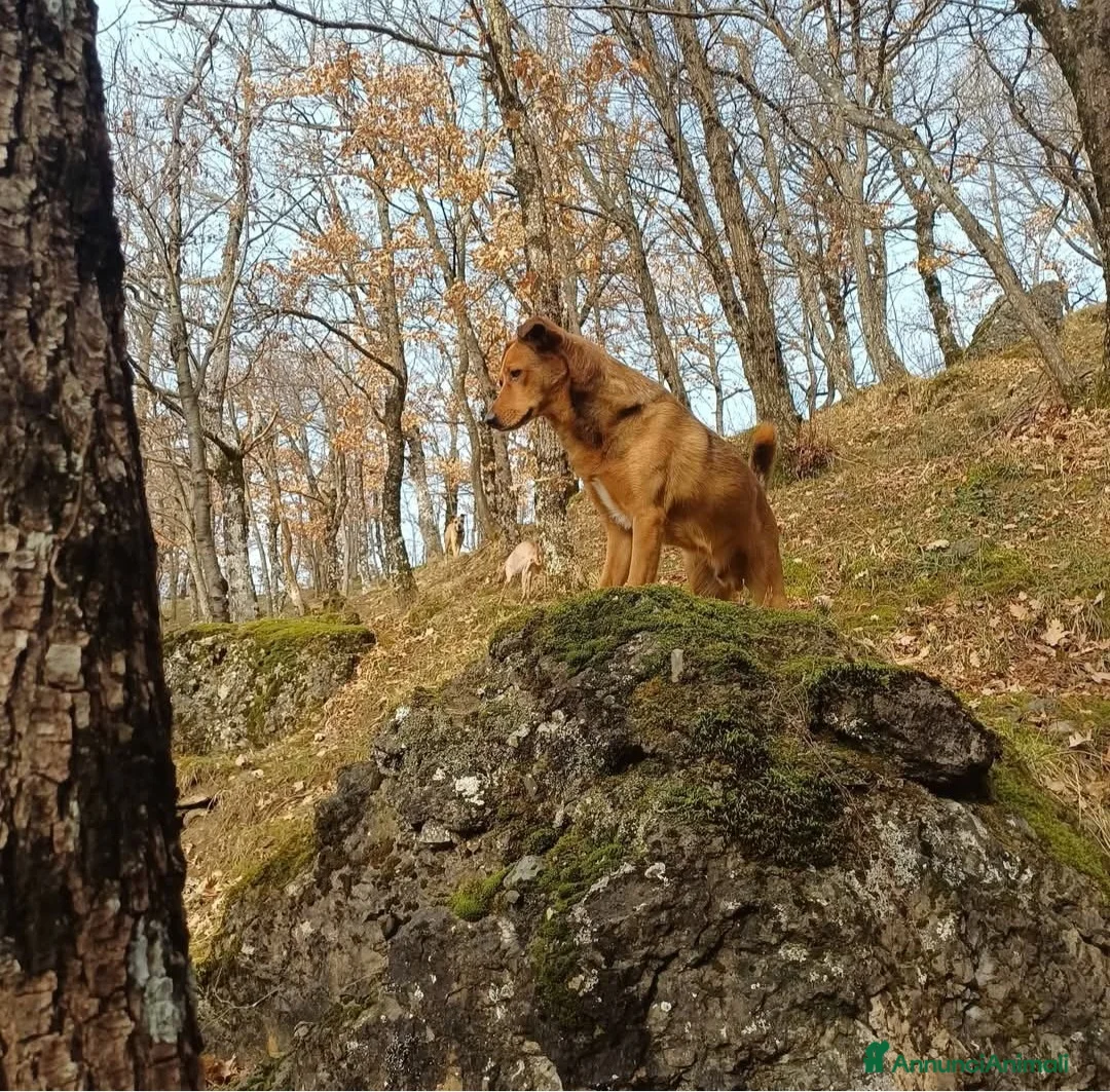 Meticcio cani in regalo: Gunter cerca casa a Città metropolitana di Milano - Annuncio 2