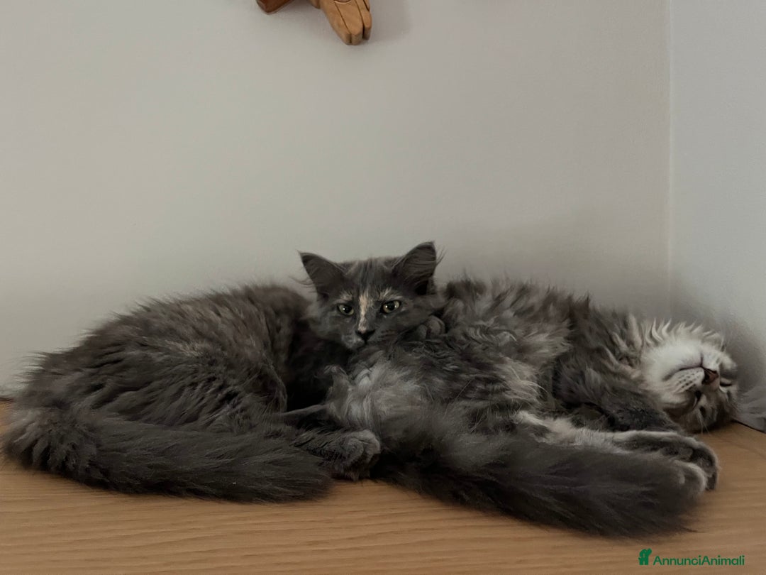 Siberiano gatti in vendita: Gatti siberiani  a Provincia di Biella - Immagine 35