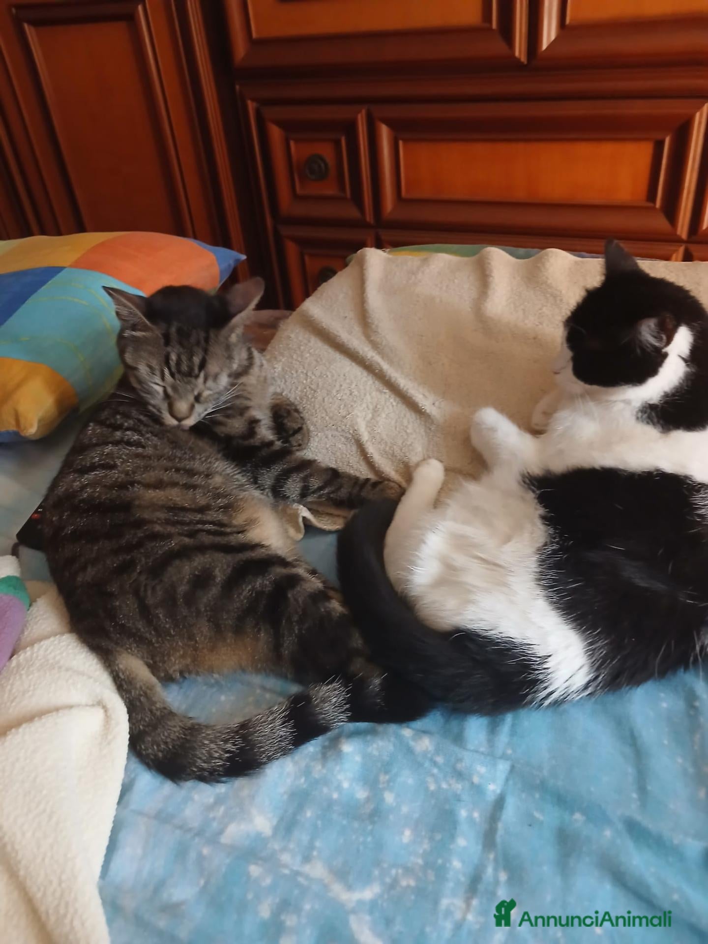 Meticcio gatti GATTI ADULTI E GATTINI  - Annuncio 37