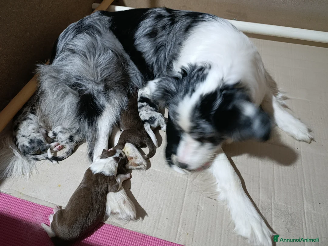 Border Collie cani in vendita: Cuccioli border collie  - Annuncio 7
