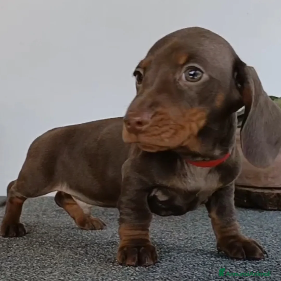 Bassotto cani in vendita: Cucciolo maschio di bassotto con Pedigree.  - Annuncio 1