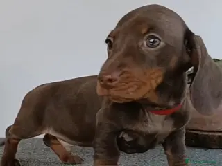 Bassotto cani Cucciolo maschio di bassotto con Pedigree. - Annuncio 1