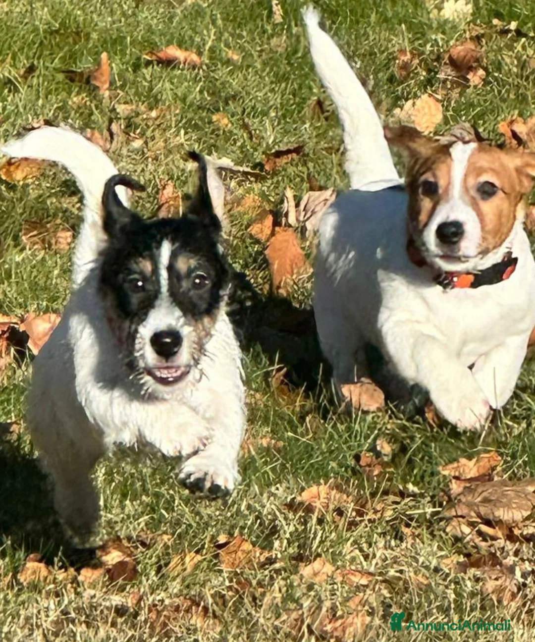 Jack Russell cani in vendita: Cuccioli di jack Russell terrier  - Annuncio 6
