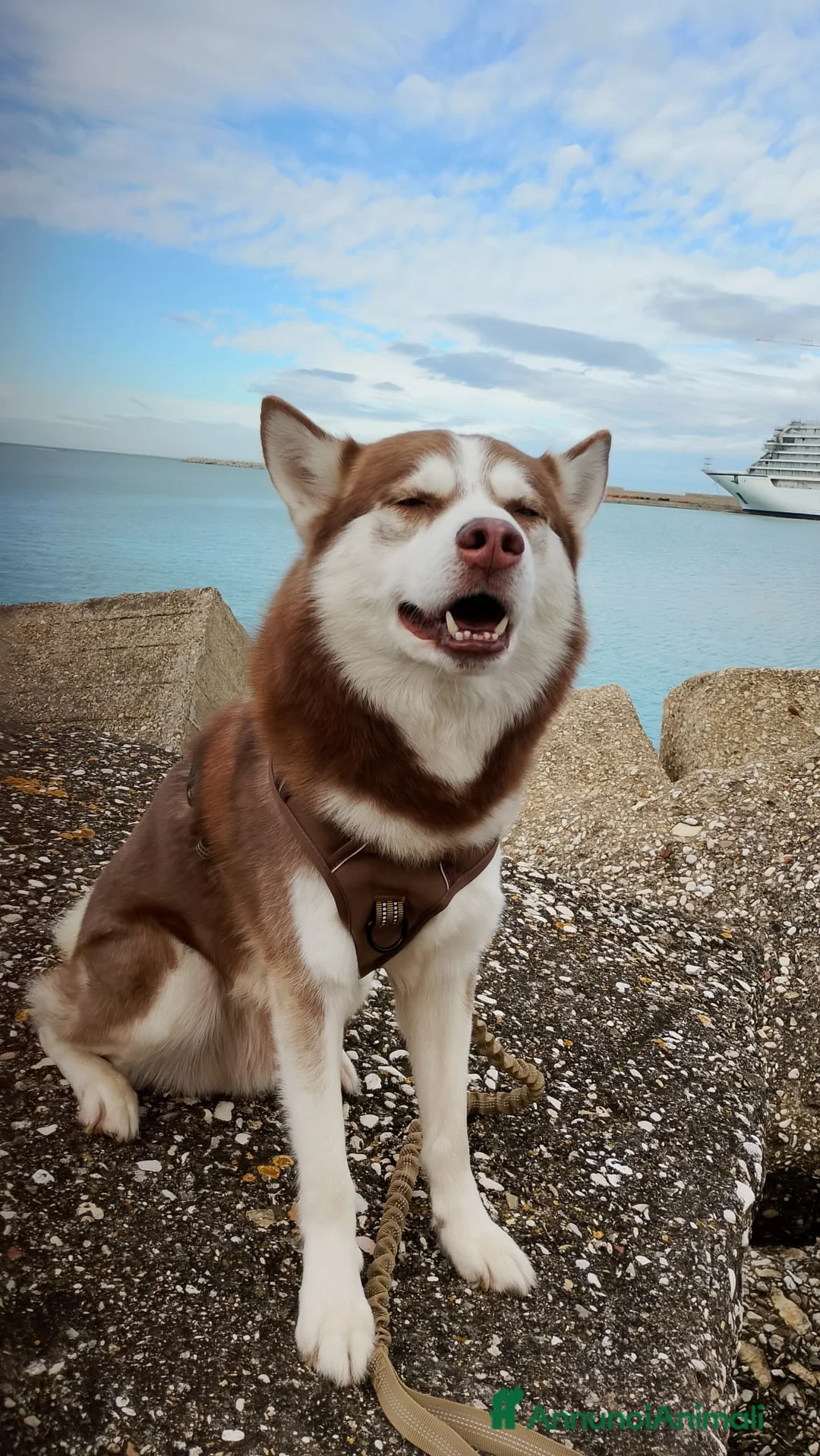 Husky cani per accoppiamento: Balto sta cercando una fidanzata!  a Provincia di Ancona - Annuncio 2