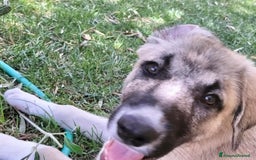 Pastore dell’Anatolia cani in regalo: Adozione splendido cucciolo 3 mesi taglia grande a Città Metropolitana di Torino - Immagine 10