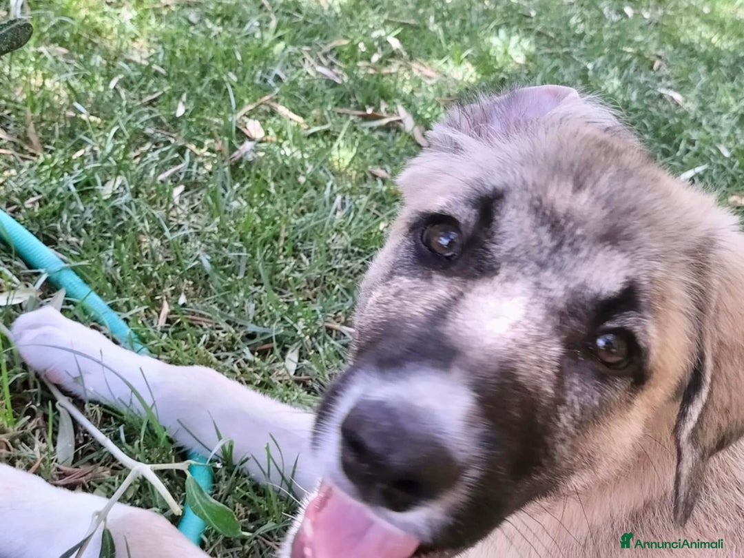 Pastore dell’Anatolia cani in regalo: Adozione splendido cucciolo 3 mesi taglia grande a Città Metropolitana di Torino - Immagine 10