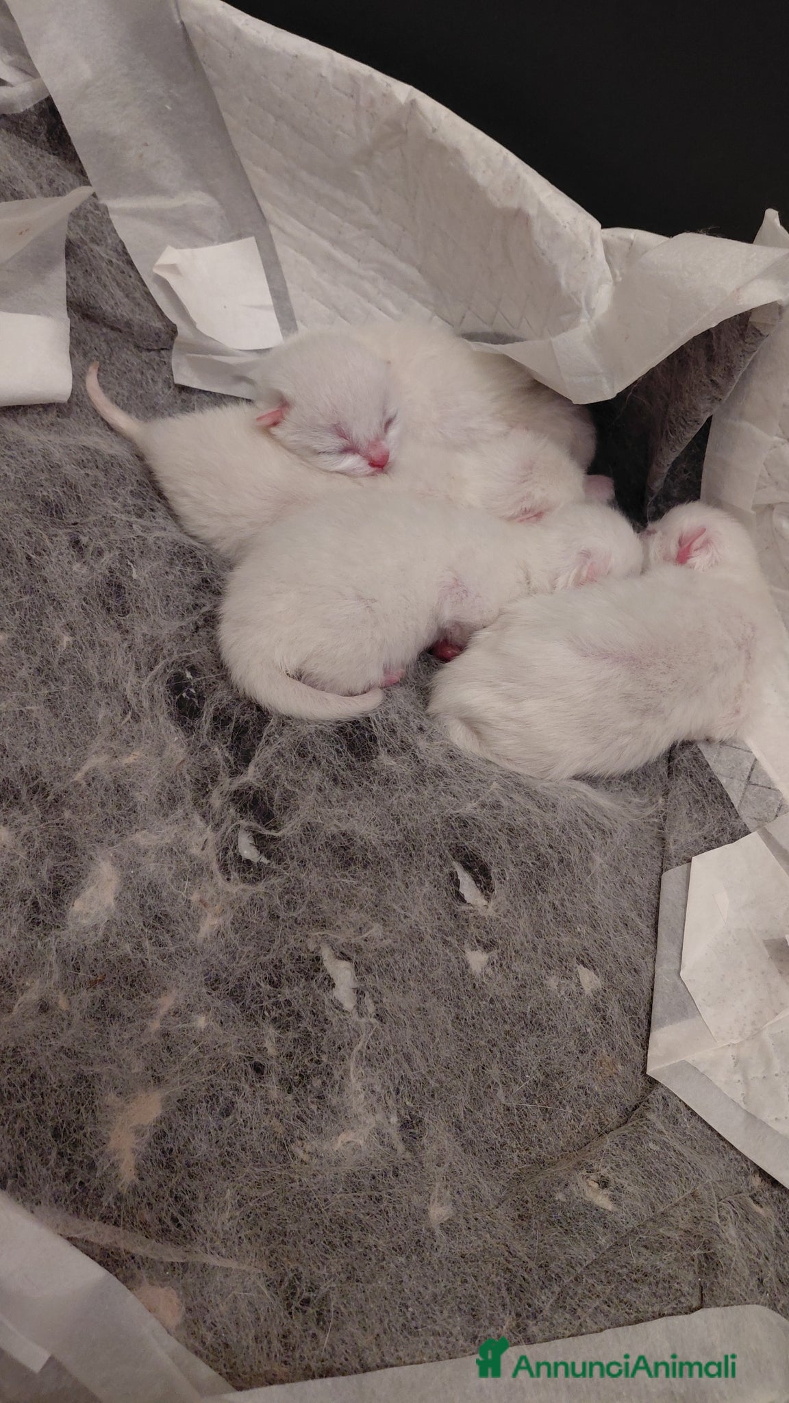 British gatti Bellissimi brithish e scotthish stright - Annuncio 1