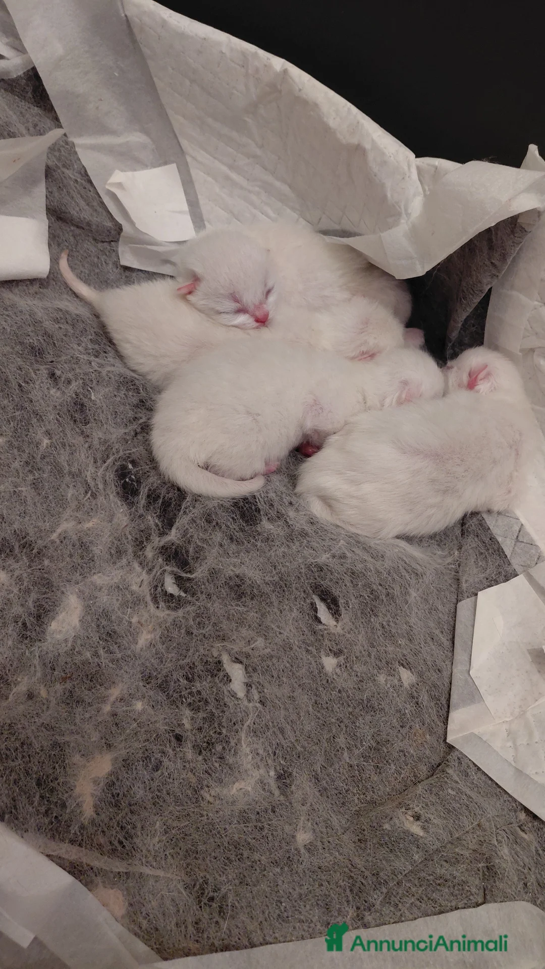 British gatti in vendita: Bellissimi brithish e scotthish stright - Annuncio 1