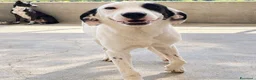 Meticcio cani in regalo: Lory . - Annuncio 1