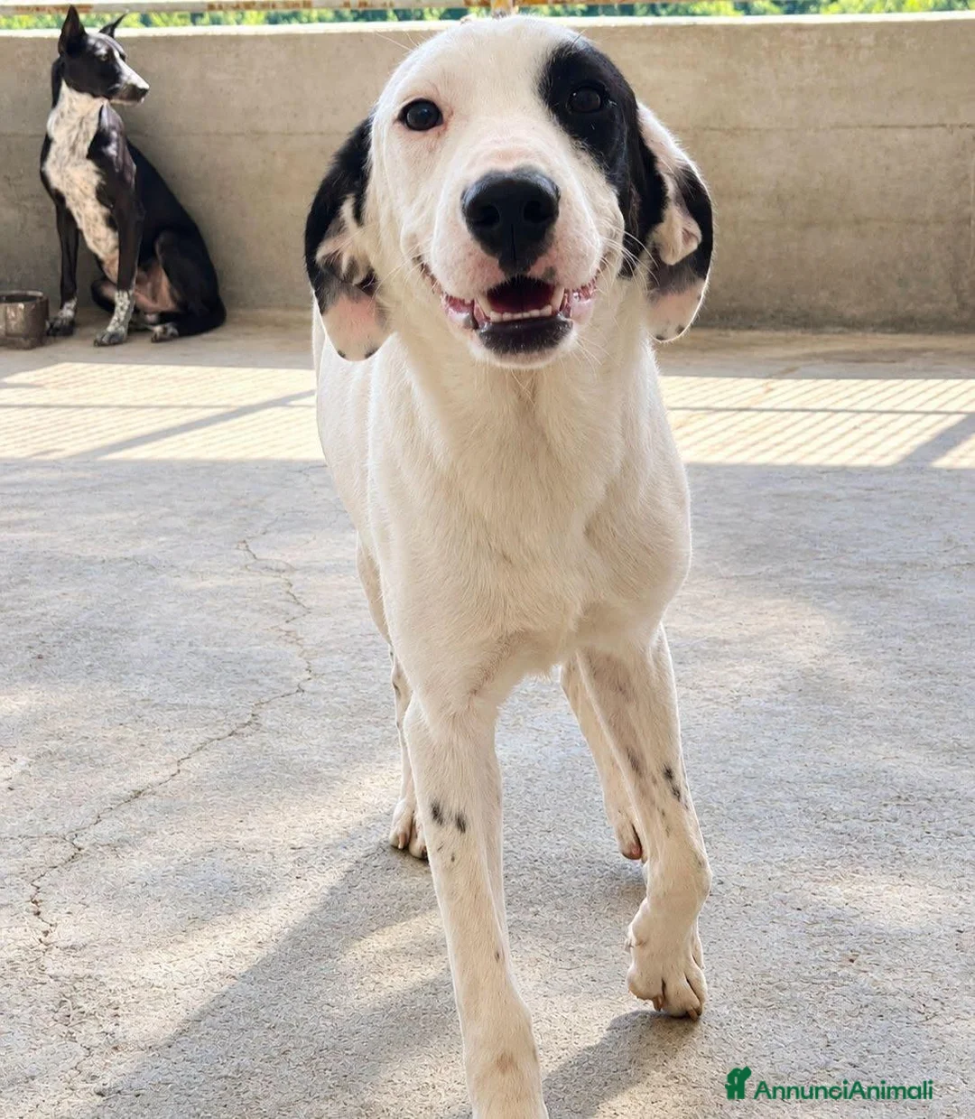 Meticcio cani in regalo: Lory . - Annuncio 1