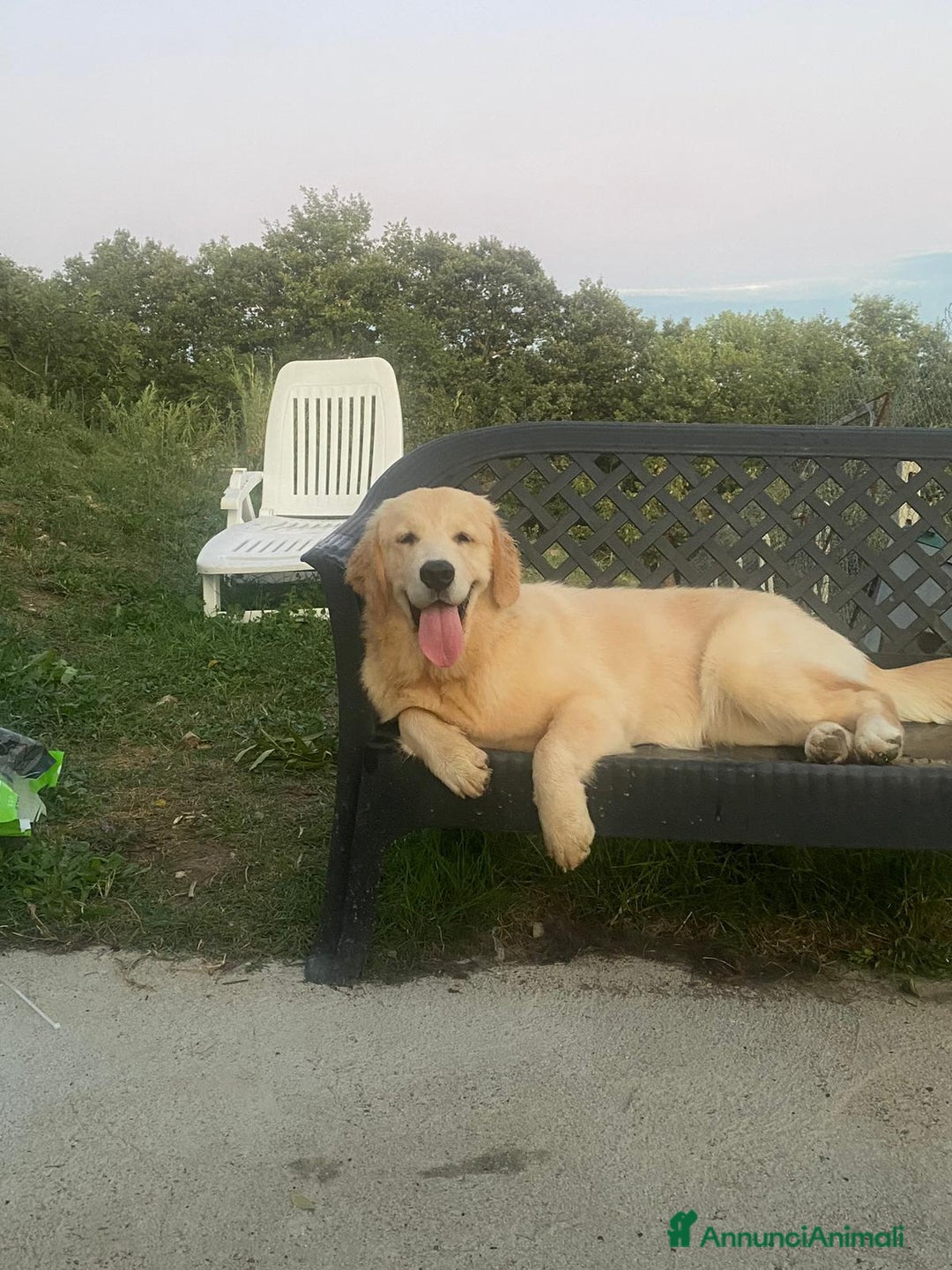 Golden Retriever cani in vendita: Cuccioli Golden Retriever con Pedigree  - Annuncio 6