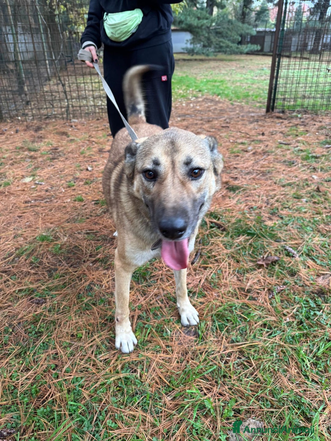 Meticcio cani in regalo: Splendido meticcio - Whisky - Annuncio 11