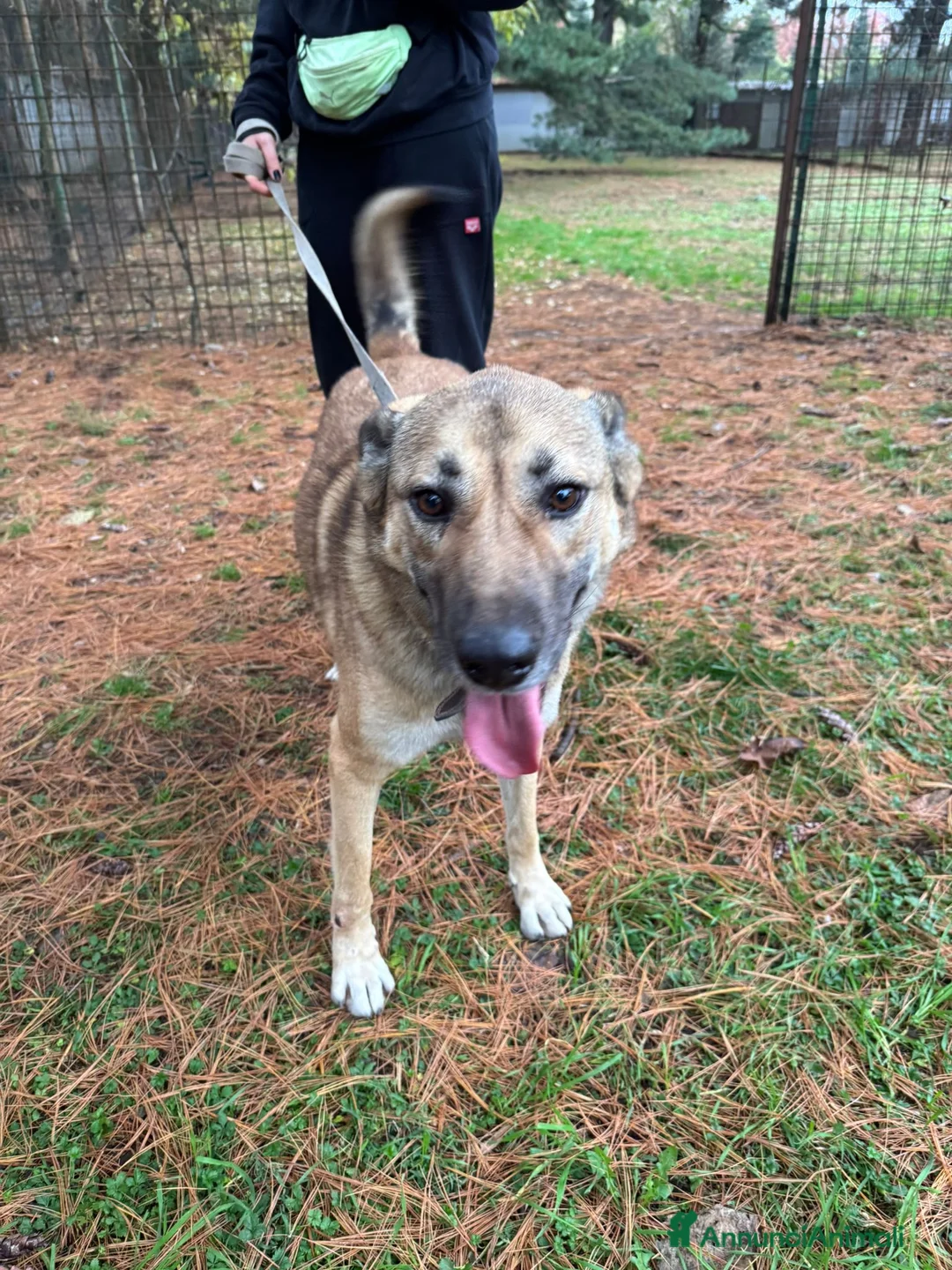 Meticcio cani in regalo: Splendido meticcio - Whisky - Annuncio 11