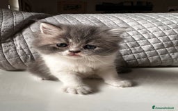 Persiano gatti in vendita: CUCCIOLI GATTINI PERSIANI tremestieri etneo CT - Immagine 2