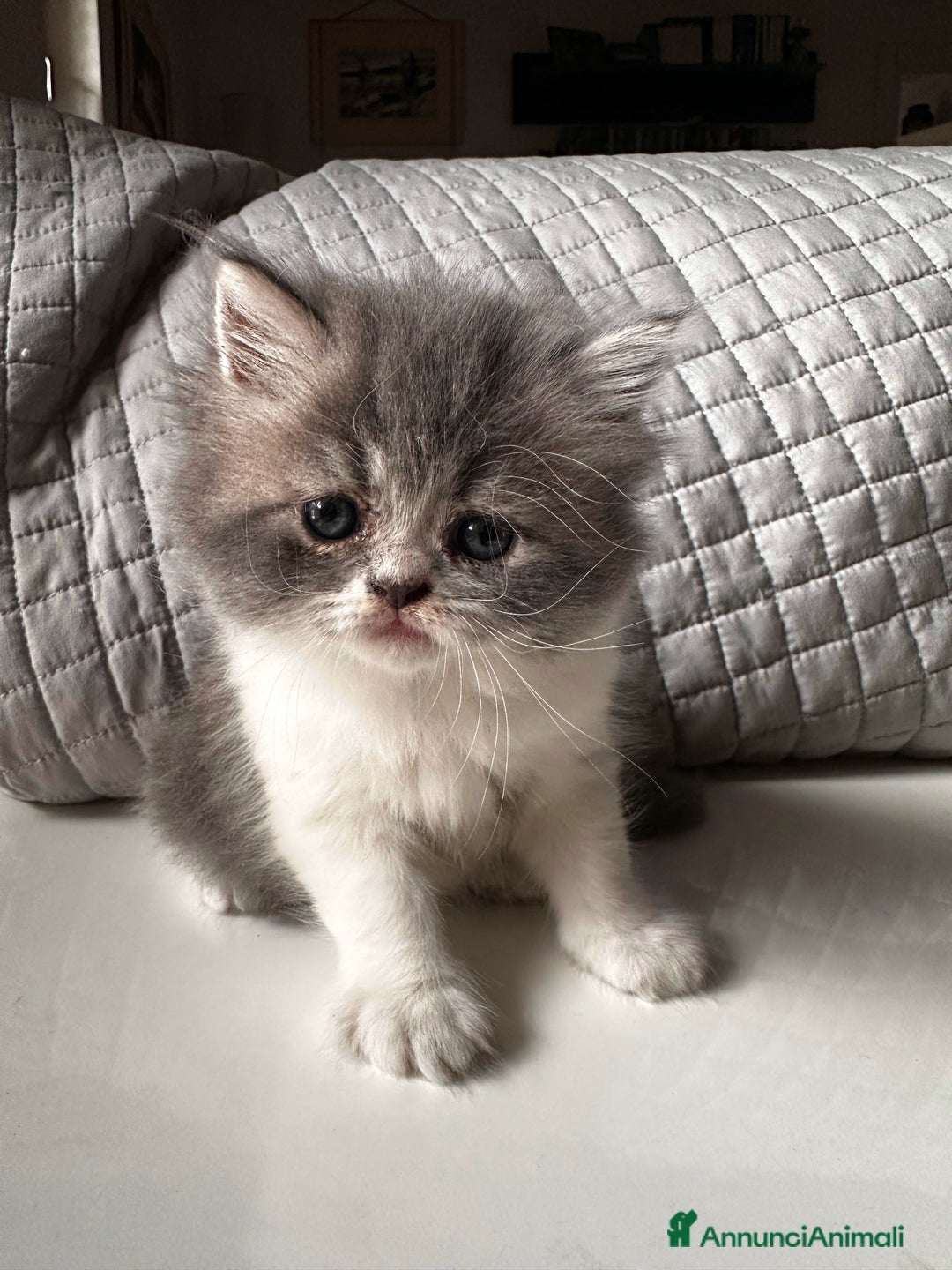 Persiano gatti in vendita: CUCCIOLI GATTINI PERSIANI tremestieri etneo CT - Immagine 2