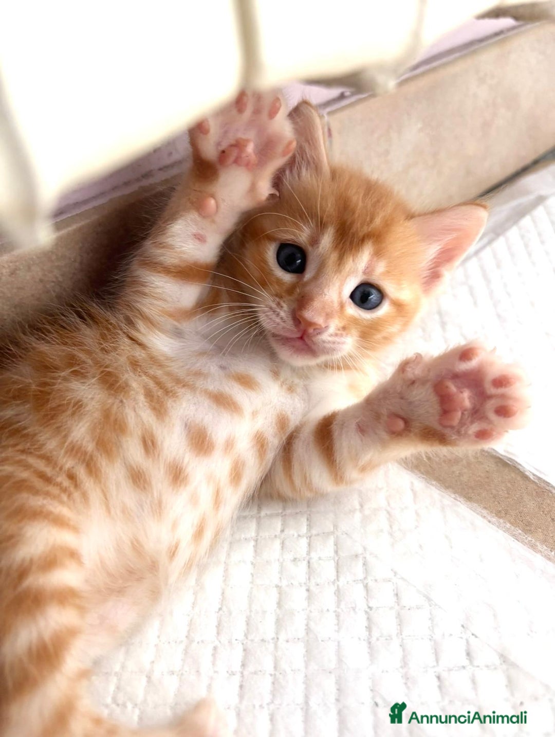 Bengala gatti in vendita: Cuccioli Bengala  a Città Metropolitana di Torino - Immagine 4