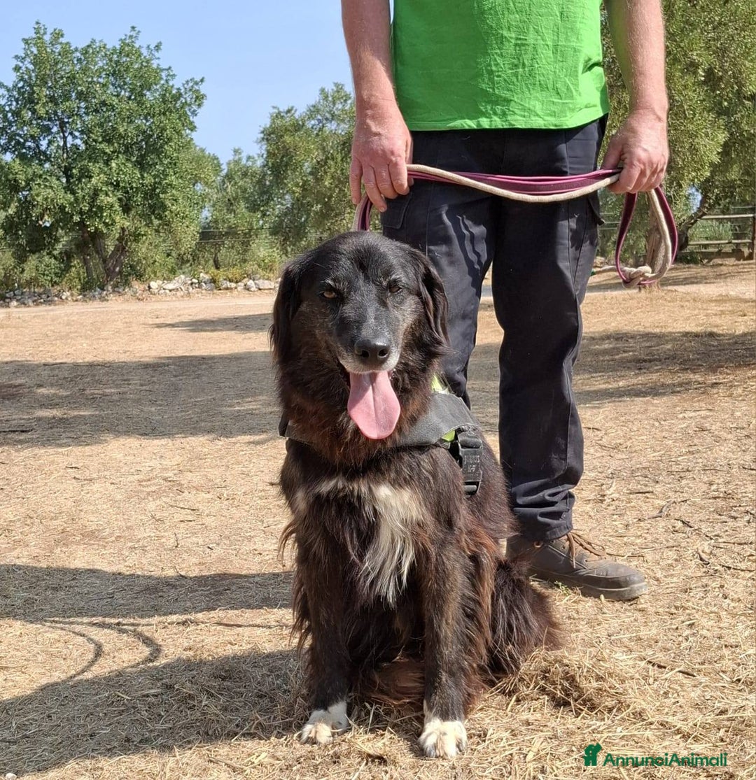 Meticcio cani in regalo: Lilly, la principessa - Annuncio 5