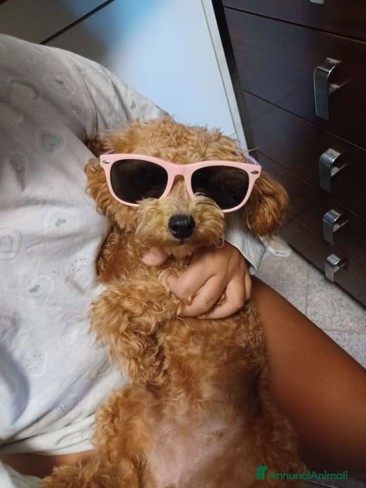 Barboncino Toy cani Cuccioli di Barboncino Toy Red - Annuncio 1